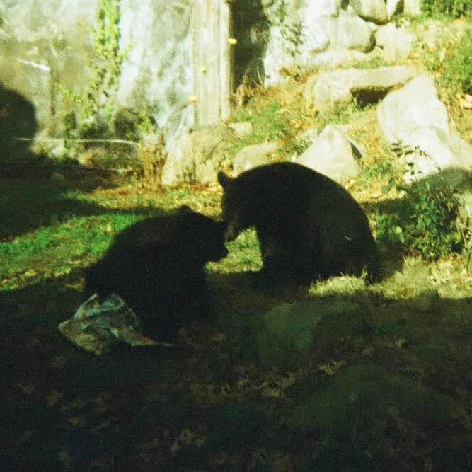 Black Bears