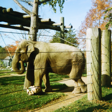 Elephant