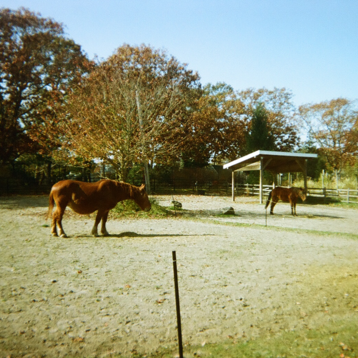 Horses