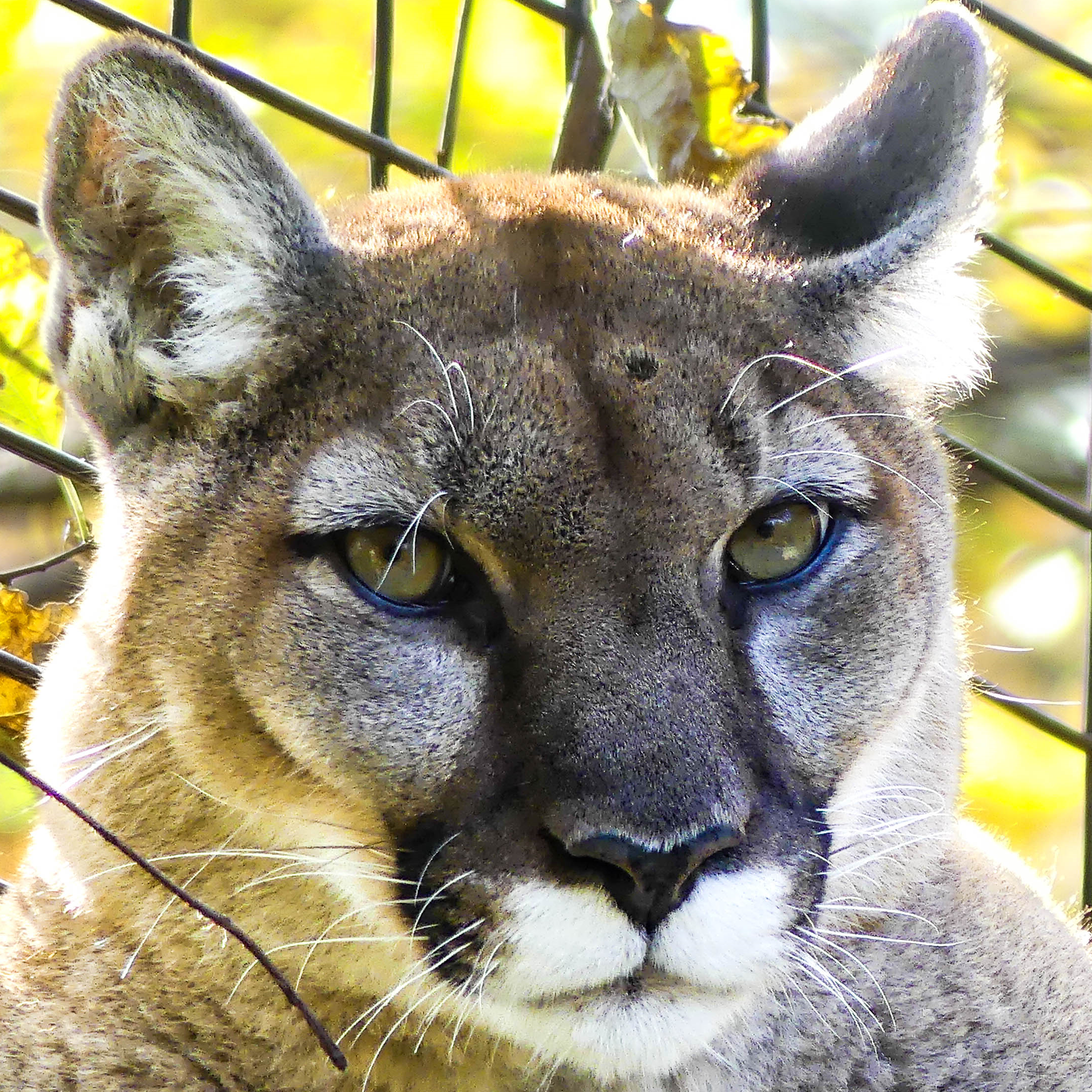 Mountain Lion